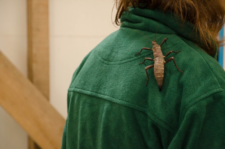 Creepy crawlies get everywhere. A stick insect roams at the Minibeast Mayhem stall.