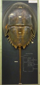 Limulus polyphemis