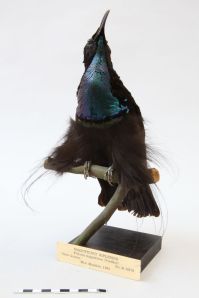 Magnificent Riflebird (Ptiloris magnificus)