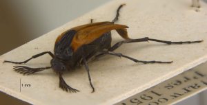 Paradox beetle