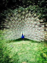peacock