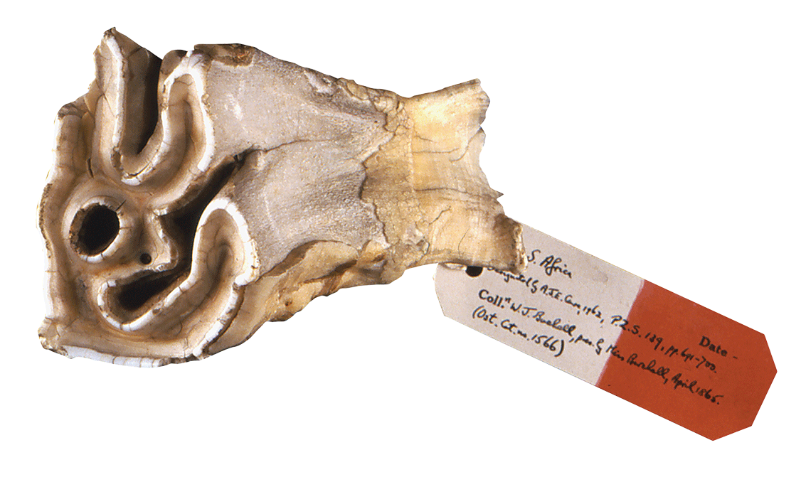What’s on the van- Rhino tooth – More Than A Dodo