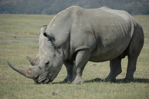 White rhino