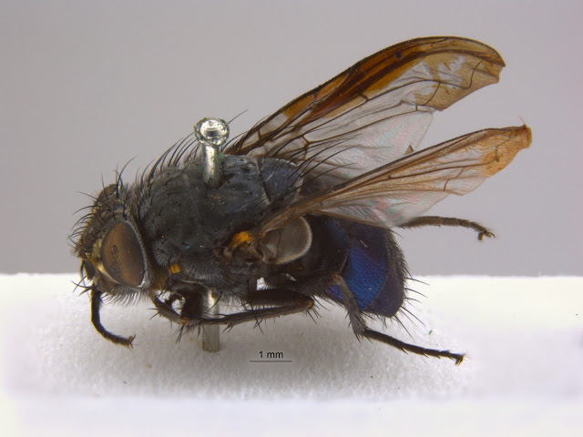 Fly! Be free! auto-montage, photography, diptera, entomology, volunteering, OUMNH, composite