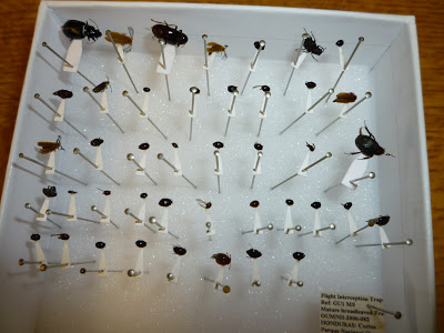Insects on points insect, entomology, pointing, mounting, volunteering, practice