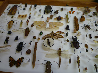 Do you know your orders? entomology, orders, insects, soritng, volunteering, OUMNH