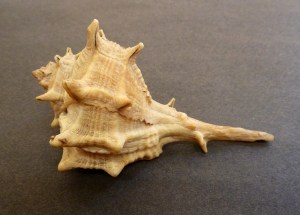 Spiny dye-murex (Bolinus brandaris)