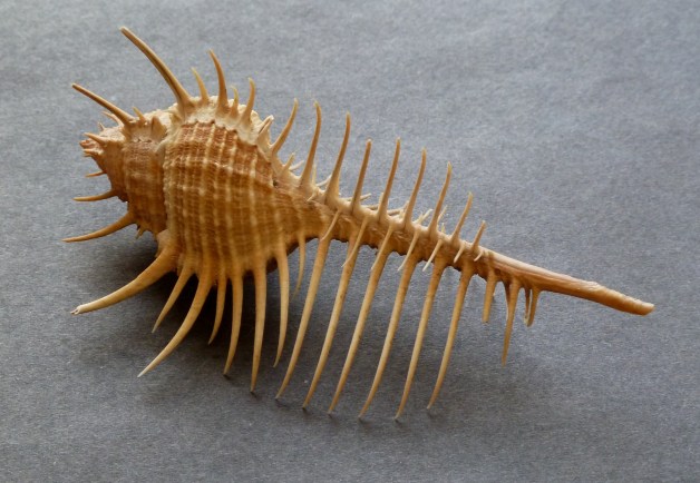 Venus Comb Murex (Murex pecten)