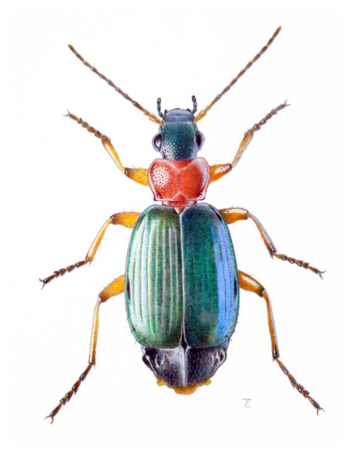 Lebia chlorocephala Hoffmansegg, 1803. Coleoptera, Carabidae, Harpalinae, ground beelte, drawing