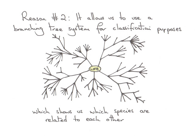 taxonomy, classification, systematics, cartoon, latin, binomial