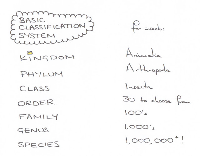 taxonomy, classification, systematics, cartoon, latin, binomial