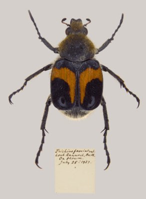 Trichius fasciatus (Linneaus, 1758) Coleoptera, Scarabaidae, Cetoniinae, beetle, scarab, insect