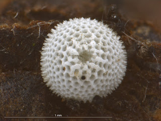 insect eggs, photograph, OUMNH, butterfly, lepidoptera, hairstreak