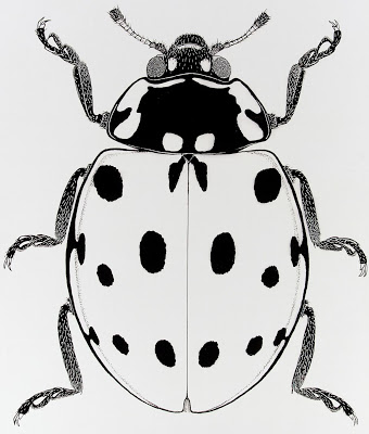 Anatis ocellata (Linneaus, 1753) Coleoptera, Coccinellidae, ladybird, beetle, drawing