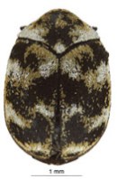 Anthrenus verbasci Anthrenus verbasci, Coleoptera, Dermestidae, beetle, insect