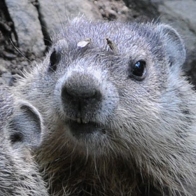 Diptera, Anthomyiidae, fly, Eutrichota, Eutrichota affinis, Marmot, Marmota monax