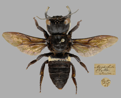 Megachile pluto, also known as Wallace's Giant Bee Hymenoptera, Megachilidae, Megachile pluto, bee, insect, type, OUMNH, HEC