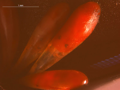 insect eggs, photograph, OUMNH, decapod eggs