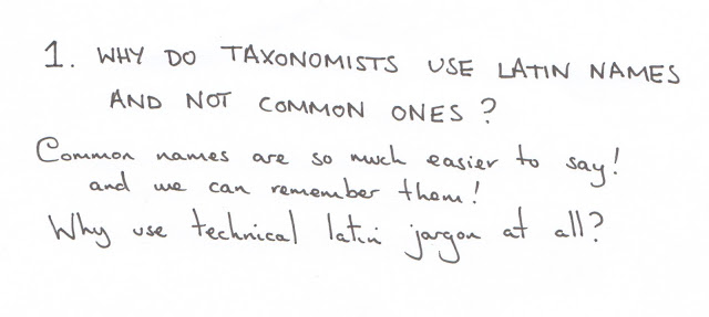 taxonomy, classification, systematics, cartoon, latin, binomial