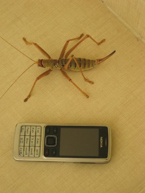 Tettigonidae: Saga pedo Orthoptera, identification, cricket, Tettignoidae, Saga pedo