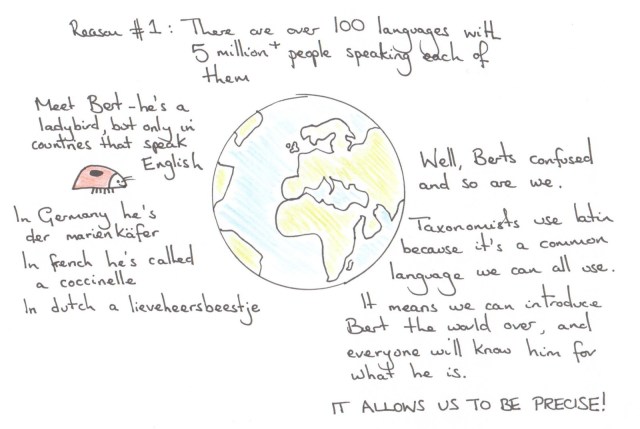taxonomy, classification, systematics, cartoon, latin, binomial