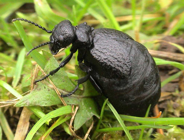 Coleoptera, Meloidae, beetle, Meloe mediterraneus