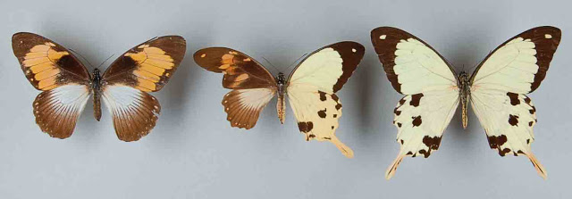 lepidoptera, gynandromorph, butterfly