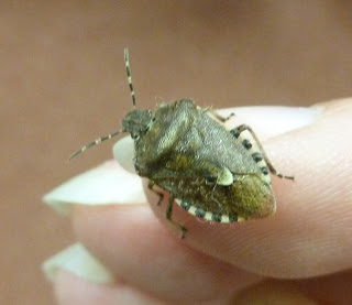 An adult Dolycorris baccarum or Hairy Shield Bug Hemiptera, Pentatomidae, Dolycorris baccarum, Sheild bug, insect, identification