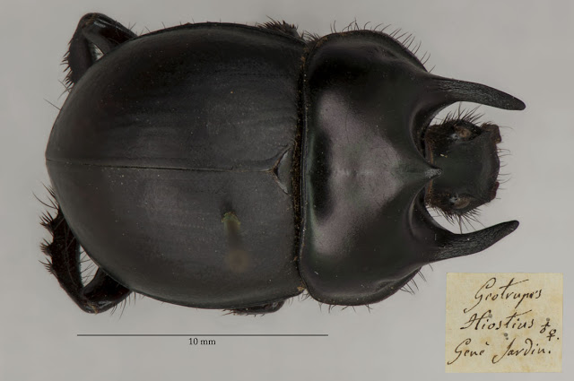 Chelotrupes hiostius- believed lost, now found Coleoptera, type, Chelotrupes hiostius, OUMNH, Gené, Sardinia