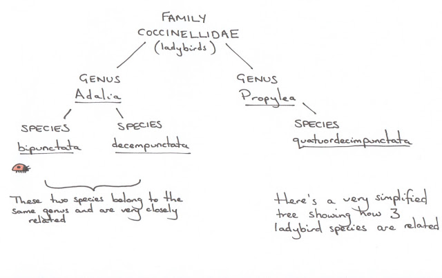 taxonomy, classification, systematics, cartoon, latin, binomial