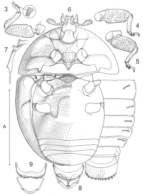 Cleidostethus meliponae Arrow Coleoptera, Corylopidae, beetle, drawing