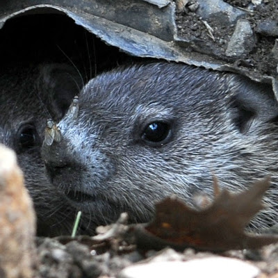 Diptera, Anthomyiidae, fly, Eutrichota, Eutrichota affinis, Marmot, Marmota monax