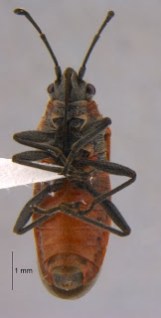 Hemiptera, Lygaeidae, Arocatus longiceps, true bug