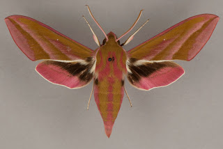Elephant hawkmoth, Deilephila elpenor Elephant hawkmoth, Lepidoptera, Sphingidae, Deilephila elpenor
