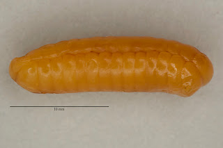insect eggs, photograph, OUMNH, ootheca, cockroach, blattodea
