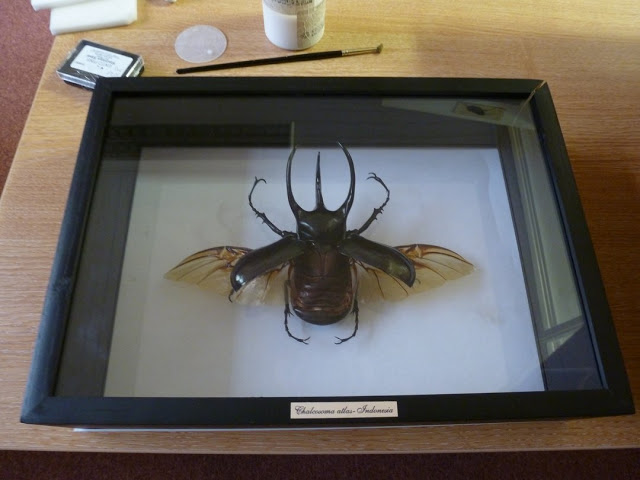 Insect, Coleoptera, Scarabaeidae, Chalcosome atlas, HEC, OUMNH, specimen repair