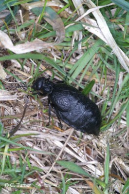 meloe rugosus, beetle, insect, OUMNH, HEC, meloidae