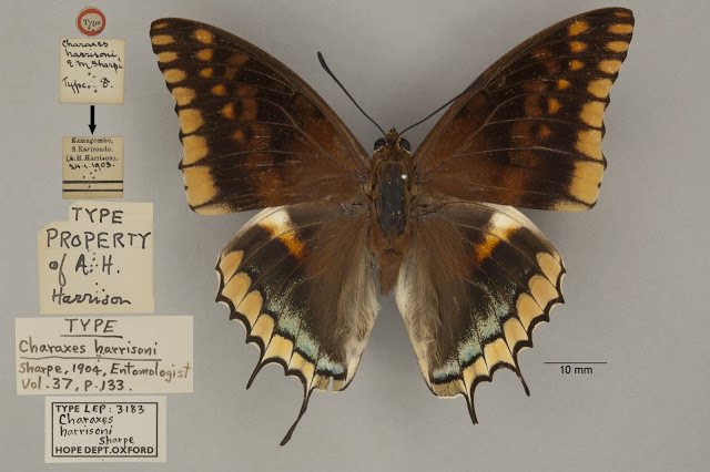 type, butterfly, Lepidoptera, OUMNH, HEC