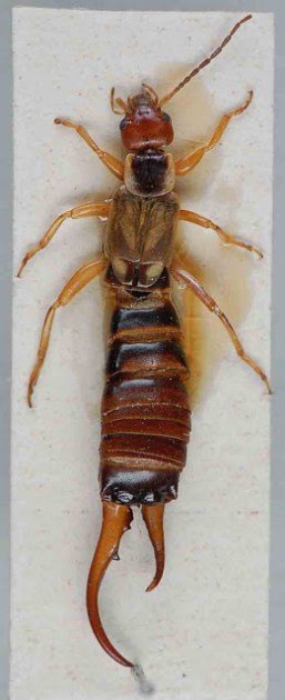 dermaptera, gynandromorph, earwig