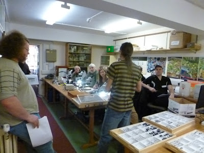 Coleoptera, beetles, dung beetles, Scarabaeidae, British, identification