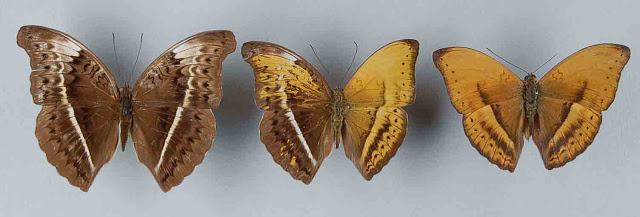 lepidoptera, gynandromorph, butterfly