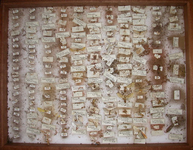 Part of an insect collection destroyed by Anthrenus Anthrenus, Coleoptera, Dermestidae, beetle, insect, damage