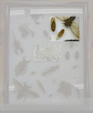edible insects, entomology, entomophagy, displays, OUMNH, town trail