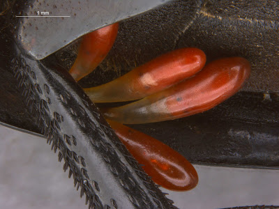 insect eggs, photograph, OUMNH, decapod eggs