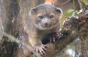 Olinguito