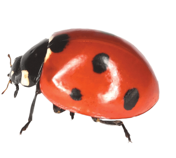 _5450712_xl_ladybird2