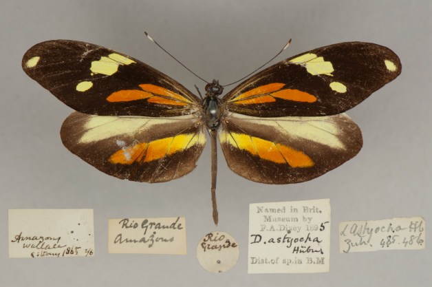 Amazon Dismorphia Wallace