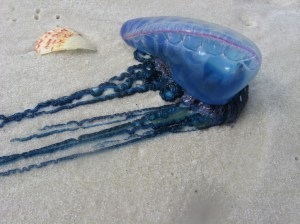 Physalia washed up on a beach