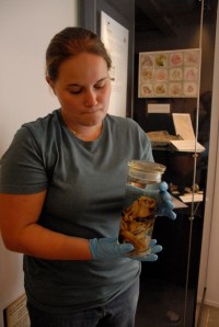 Specimens stored in spirit need very careful handling