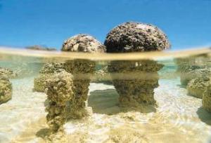 Modern day stromatolites in the Hamelin Pool Marine Nature Reserve, Shark Bay, Western Australia. Image from www.rockhounds.com.
